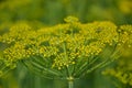 Flowering dill herbs plant in the garden (Anethum graveolens). Close up of fennel flowers Royalty Free Stock Photo