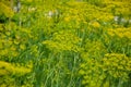 Flowering dill herbs plant in the garden (Anethum graveolens). Close up of fennel flowers Royalty Free Stock Photo