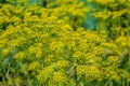 Flowering dill herbs plant in the garden (Anethum graveolens). Close up of fennel flowers Royalty Free Stock Photo