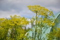 Flowering dill herbs plant in the garden (Anethum graveolens). Close up of fennel flowers