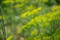 Flowering dill herbs plant in the garden Anethum graveolens. Close up of fennel flowers Royalty Free Stock Photo