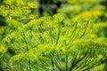 Flowering dill herbs plant in the garden Anethum graveolens. Close up of fennel flowers Royalty Free Stock Photo