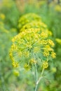 Flowering dill weed plants. Royalty Free Stock Photo