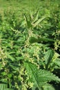 Flowering dioecious nettle Royalty Free Stock Photo