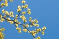 Flowering Dogwood Blossoms