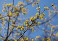 Flowering dogwood branches, yellow small flowers against a blue sky Royalty Free Stock Photo