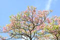 Flowering dogwood ( Cornus florida ) pink flowers.