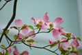 Flowering dogwood ( Cornus florida ) pink flowers.