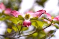 Flowering dogwood ( Cornus florida ) pink flowers.