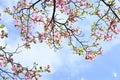 Flowering dogwood ( Cornus florida ) pink flowers.