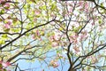 Flowering dogwood ( Cornus florida ) pink flowers.