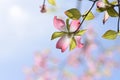 Flowering dogwood ( Cornus florida ) pink flowers.