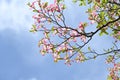 Flowering dogwood ( Cornus florida ) pink flowers.