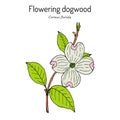 Flowering dogwood Cornus florida , state flower of North Carolina