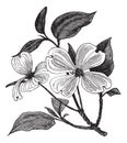Flowering Dogwood or Cornus florida vintage engraving