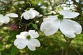 Flowering dogwood, Cornus Florida, white flowers on a branch, simple four petals, decorative shrub Royalty Free Stock Photo