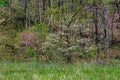 Flowering Dogwood and Eastern Redbud Trees Royalty Free Stock Photo