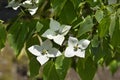 Flowering Dogwood Eddies White Wonder Royalty Free Stock Photo
