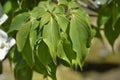 Flowering Dogwood Eddies White Wonder Royalty Free Stock Photo