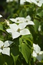 Flowering Dogwood Eddies White Wonder