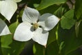 Flowering Dogwood Eddies White Wonder Royalty Free Stock Photo