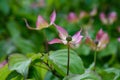 Flowering dogwood flowers Royalty Free Stock Photo