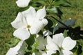 Flowering dogwood with large white bracts Royalty Free Stock Photo