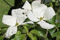Flowering dogwood with large white bracts Royalty Free Stock Photo