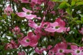 Flowering Dogwood Royalty Free Stock Photo