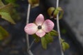 Flowering dogwood Satomi Royalty Free Stock Photo