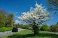 Flowering Dogwood Tree and Auto Royalty Free Stock Photo