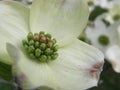 Flowering Dogwood tree bloom Royalty Free Stock Photo