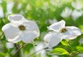 Flowering Dogwood tree or Cornus florida.