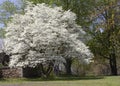 Flowering Dogwood Tree Royalty Free Stock Photo