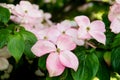 Flowering dogwood tree in the spring with beautiful pink and white flowers Royalty Free Stock Photo