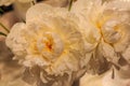 Flowering double white peony Bridal Gown lactiflora close-up