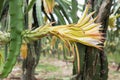 Flowering Drakon fruit Royalty Free Stock Photo