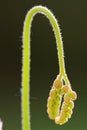 Flowering of drosera capensis Royalty Free Stock Photo