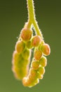 Flowering of drosera capensis Royalty Free Stock Photo