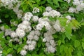 Flowering of dubrawy spirea Spiraea chamaedryfolia L