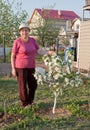 Flowering of a dwarfish apple-tree