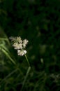 flowering ears of weeds. natural lawn in the bright sun