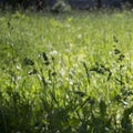 flowering ears of weeds. natural lawn in the bright sun