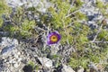 Flowering Eastern pasqueflower