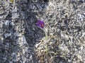 Flowering Eastern pasqueflower