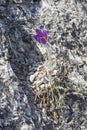 Flowering Eastern pasqueflower