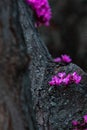 Flowering eastern redbud in cold evening light. Blooming Cercis canadensis. Purple flowers on tree Royalty Free Stock Photo