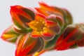 Flowering of Echeveria Pulvinata, succulent plant