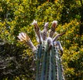 Flowering Echinopsis scopulicola tall cactus; white flower with magenta fringe Royalty Free Stock Photo