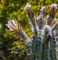 Flowering Echinopsis scopulicola tall cactus; white flower with magenta fringe Royalty Free Stock Photo